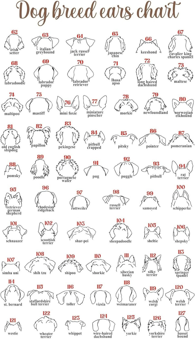 Personalized Loss of Pet Gift, Dog Memorial Gifts For Loss Of Dog, Memorial Pet Collar Holder, Memorial Frame Gift for Pet Lovers